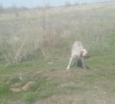 Оренбургскому "хатико" требуется помощь Оренбургскому "хатико" требуется помощь
