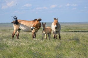 В оренбургском заповеднике родились пять жеребят Пржевальского