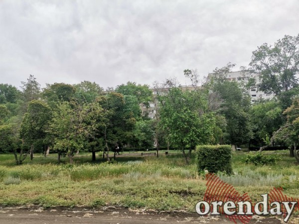 Парк им. Гуськова в Оренбурге можно смело отдавать под пастбище