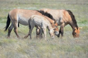 В оренбургском заповеднике родились пять жеребят Пржевальского