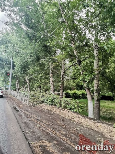 Парк им. Гуськова в Оренбурге можно смело отдавать под пастбище