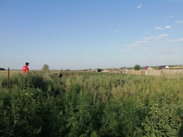 Поиски продолжаются. Под Бузулуком ищут без вести пропавшего пенсионера