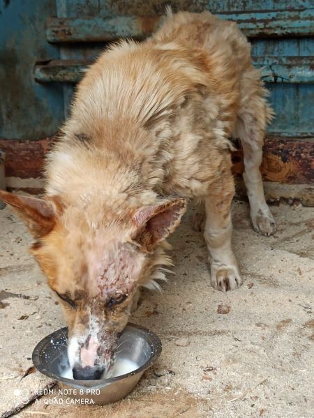 Как поживает пес, которого волонтеры с трудом вытащили из ямы с гудроном
