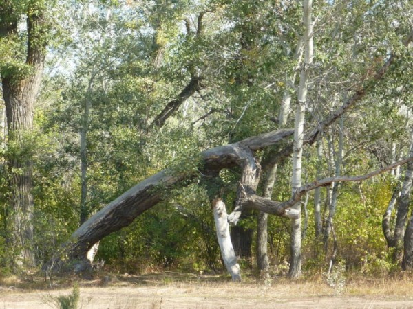 Наталья Ибрагимова подробно рассказала о создании зеленого каркаса Оренбурга
