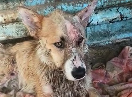 Как поживает пес, которого волонтеры с трудом вытащили из ямы с гудроном