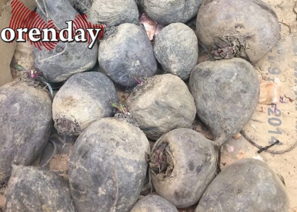 Правильно теперь говорить - не купить свеклу, а побаловать себя ею Правильно теперь говорить - не купить свеклу, а побаловать себя ею