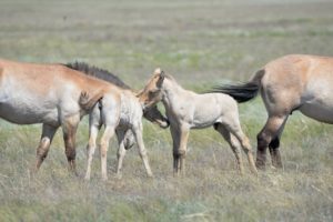 В оренбургском заповеднике родились пять жеребят Пржевальского