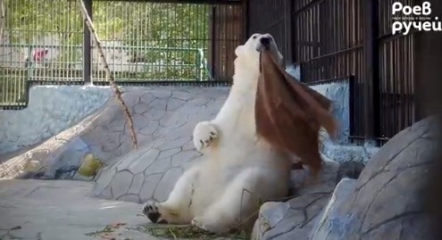 Под "Оренбургский пуховый платок" теперь танцует даже медведица