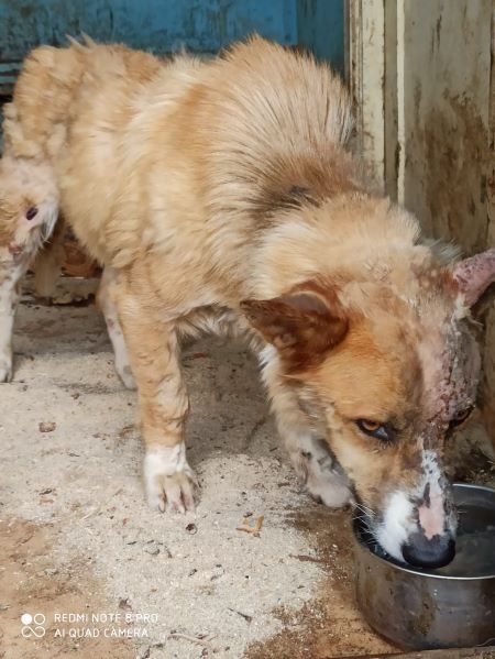 Как поживает пес, которого волонтеры с трудом вытащили из ямы с гудроном