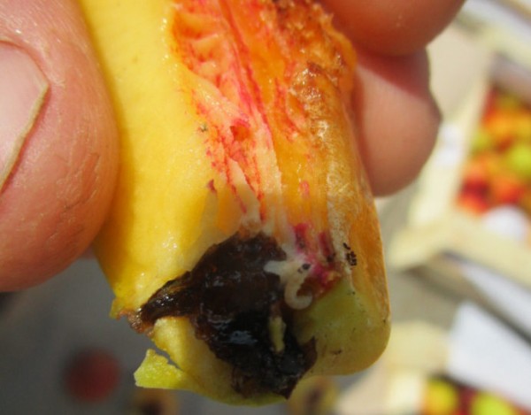 Россельхознадзор Оренбуржья забраковал нектарины и помидоры из  Туркменистана и Узбекистана