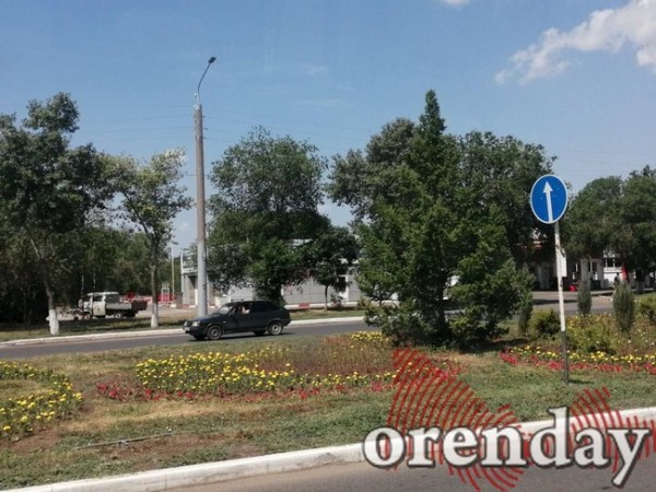 Уже второй год цветы "не приживаются" в Оренбурге