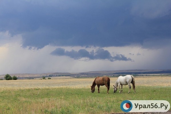 
Всю неделю по утрам в Оренбургской области будет прохладно		