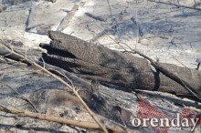 Под Оренбургом Протопоповская роща превратилась в выжженную пустыню Под Оренбургом Протопоповская роща превратилась в выжженную пустыню