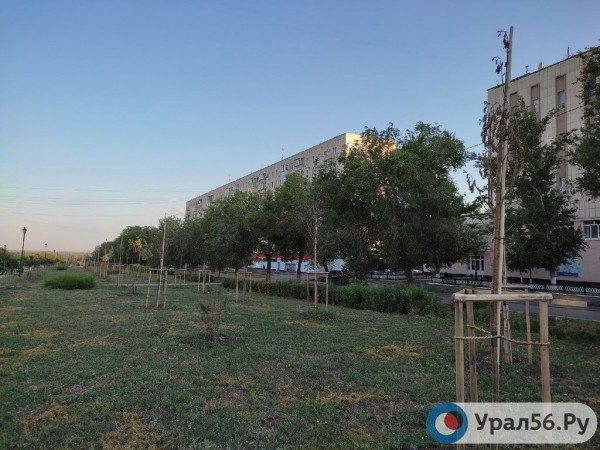 
Посадили и забыли: В Оренбурге гибнут деревья, на приобретение которых потратили около 40 млн рублей		