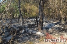 Под Оренбургом Протопоповская роща превратилась в выжженную пустыню Под Оренбургом Протопоповская роща превратилась в выжженную пустыню