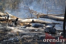Под Оренбургом Протопоповская роща превратилась в выжженную пустыню Под Оренбургом Протопоповская роща превратилась в выжженную пустыню
