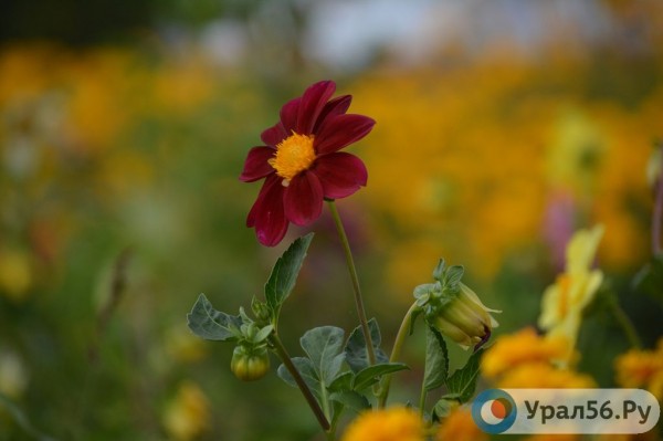 
Выходные в Оренбургской области будут солнечными и жаркими		
