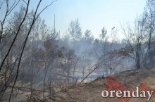 Под Оренбургом Протопоповская роща превратилась в выжженную пустыню Под Оренбургом Протопоповская роща превратилась в выжженную пустыню