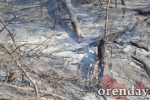 Под Оренбургом Протопоповская роща превратилась в выжженную пустыню Под Оренбургом Протопоповская роща превратилась в выжженную пустыню