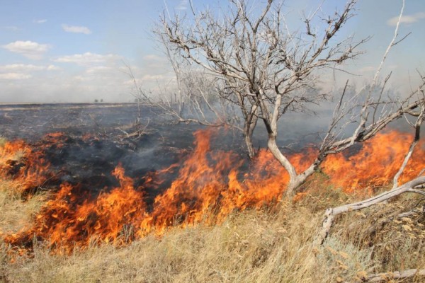 В Оренбуржье за сутки произошло почти 40 природных пожаров