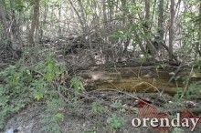 Под Оренбургом Протопоповская роща превратилась в выжженную пустыню Под Оренбургом Протопоповская роща превратилась в выжженную пустыню