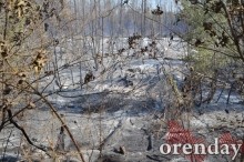 Под Оренбургом Протопоповская роща превратилась в выжженную пустыню Под Оренбургом Протопоповская роща превратилась в выжженную пустыню