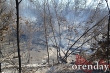 Под Оренбургом Протопоповская роща превратилась в выжженную пустыню Под Оренбургом Протопоповская роща превратилась в выжженную пустыню