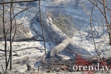 Под Оренбургом Протопоповская роща превратилась в выжженную пустыню Под Оренбургом Протопоповская роща превратилась в выжженную пустыню