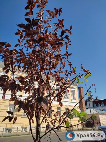 
Посадили и забыли: В Оренбурге гибнут деревья, на приобретение которых потратили около 40 млн рублей		