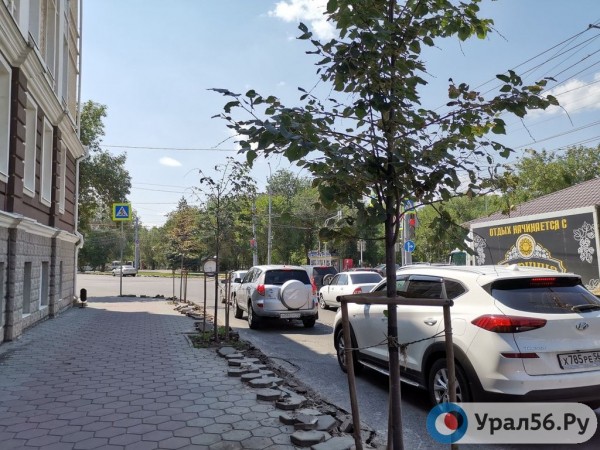 
Посадили и забыли: В Оренбурге гибнут деревья, на приобретение которых потратили около 40 млн рублей		