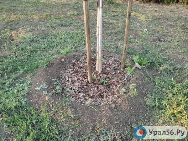 
Посадили и забыли: В Оренбурге гибнут деревья, на приобретение которых потратили около 40 млн рублей		