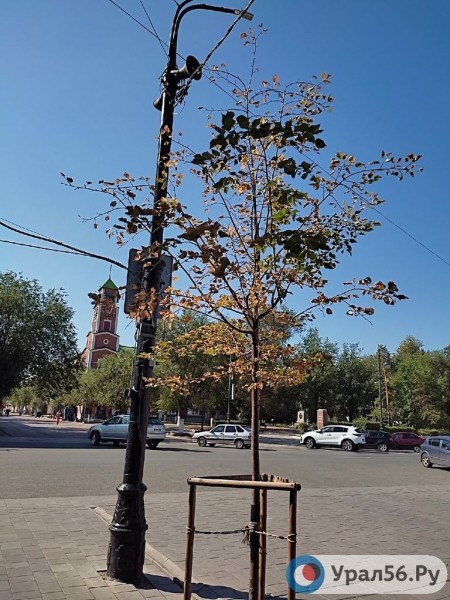 
Посадили и забыли: В Оренбурге гибнут деревья, на приобретение которых потратили около 40 млн рублей		