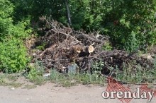 Под Оренбургом Протопоповская роща превратилась в выжженную пустыню Под Оренбургом Протопоповская роща превратилась в выжженную пустыню