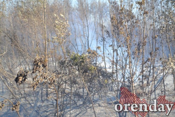 Под Оренбургом Протопоповская роща превратилась в выжженную пустыню Под Оренбургом Протопоповская роща превратилась в выжженную пустыню