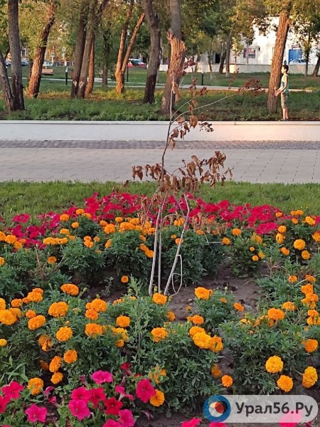 
Посадили и забыли: В Оренбурге гибнут деревья, на приобретение которых потратили около 40 млн рублей		