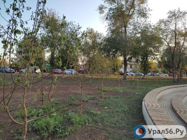 
Посадили и забыли: В Оренбурге гибнут деревья, на приобретение которых потратили около 40 млн рублей		