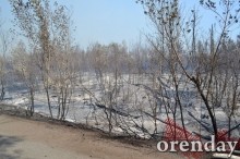 Под Оренбургом Протопоповская роща превратилась в выжженную пустыню Под Оренбургом Протопоповская роща превратилась в выжженную пустыню