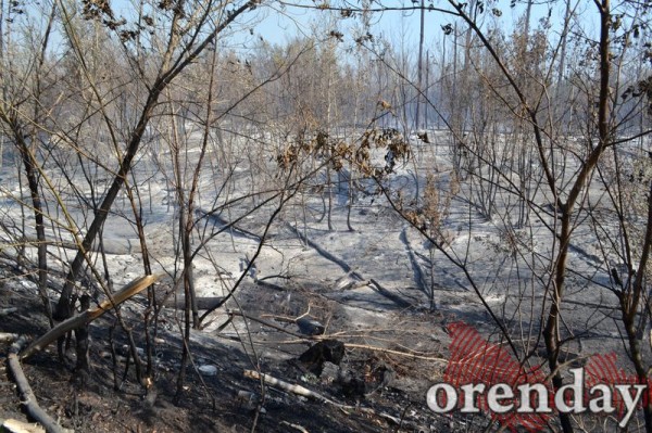 Под Оренбургом Протопоповская роща превратилась в выжженную пустыню Под Оренбургом Протопоповская роща превратилась в выжженную пустыню