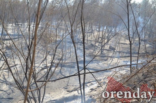 Под Оренбургом Протопоповская роща превратилась в выжженную пустыню Под Оренбургом Протопоповская роща превратилась в выжженную пустыню