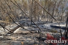 Под Оренбургом Протопоповская роща превратилась в выжженную пустыню Под Оренбургом Протопоповская роща превратилась в выжженную пустыню