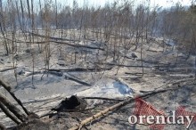 Под Оренбургом Протопоповская роща превратилась в выжженную пустыню Под Оренбургом Протопоповская роща превратилась в выжженную пустыню