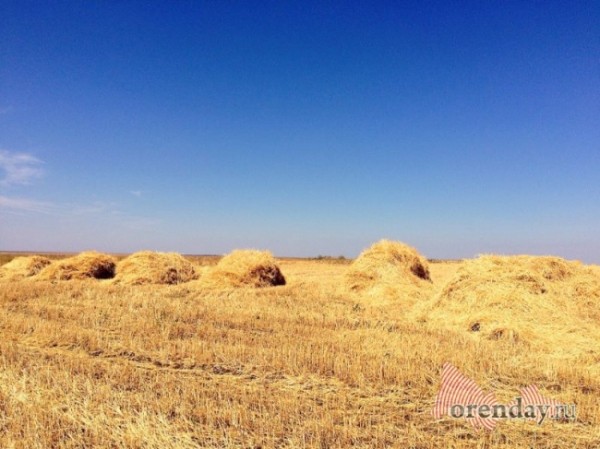 В Оренбуржье засуха нанесла аграриям ущерба почти на 3 миллиарда рублей