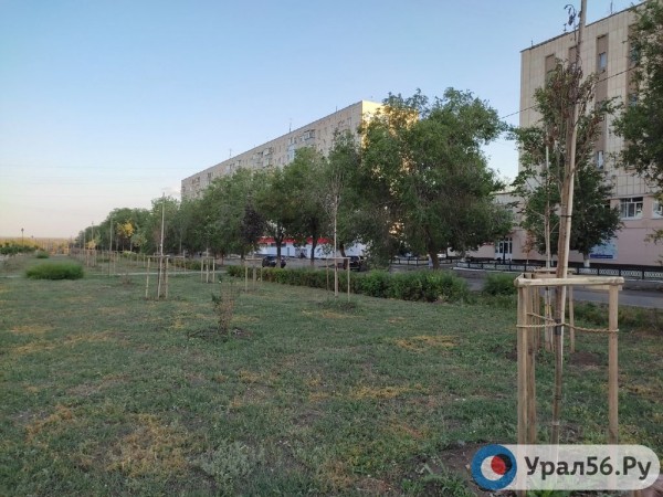 
Посадили и забыли: В Оренбурге гибнут деревья, на приобретение которых потратили около 40 млн рублей		