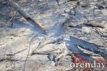 Под Оренбургом Протопоповская роща превратилась в выжженную пустыню Под Оренбургом Протопоповская роща превратилась в выжженную пустыню