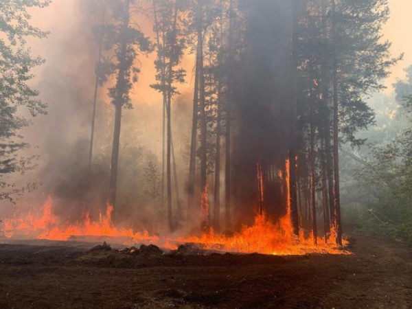 Андрей Латыпов об огненном шторме в Бузулукском бору: Больше 100 гектаров леса на наших глазах выгорело как спичка Андрей Латыпов об огненном шторме в Бузулукском бору: Больше 100 гектаров леса на наших глазах выгорело как спичка
