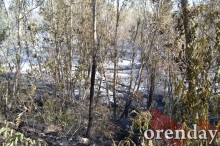Под Оренбургом Протопоповская роща превратилась в выжженную пустыню Под Оренбургом Протопоповская роща превратилась в выжженную пустыню
