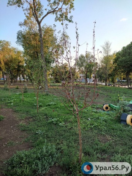 
Посадили и забыли: В Оренбурге гибнут деревья, на приобретение которых потратили около 40 млн рублей		