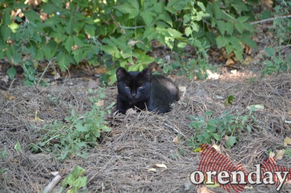 Под Оренбургом Протопоповская роща превратилась в выжженную пустыню Под Оренбургом Протопоповская роща превратилась в выжженную пустыню