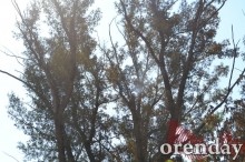 Под Оренбургом Протопоповская роща превратилась в выжженную пустыню Под Оренбургом Протопоповская роща превратилась в выжженную пустыню