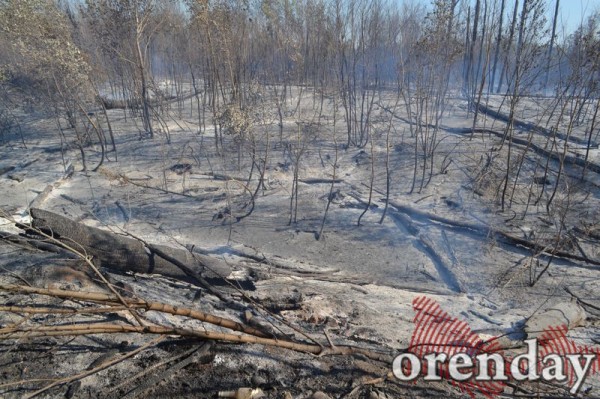 Под Оренбургом Протопоповская роща превратилась в выжженную пустыню Под Оренбургом Протопоповская роща превратилась в выжженную пустыню